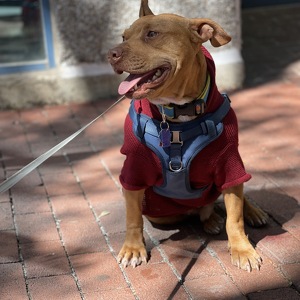 Fundraising Page: Nina Mazzarelli